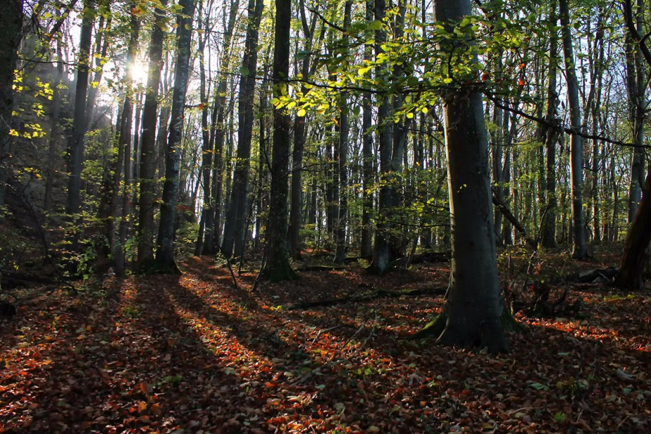 22.jpg (1.12 MiB) 6860 mal betrachtet 22.jpg